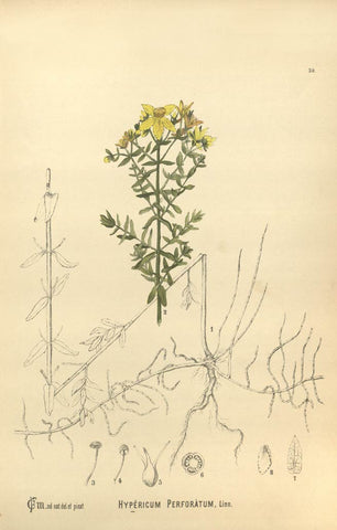 St.-Johns-wort.botany