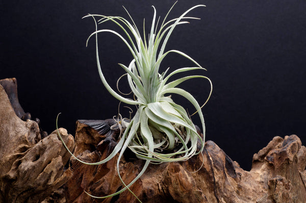 Tillandsia baileyi – 15 à 20cm - Fourmiculture