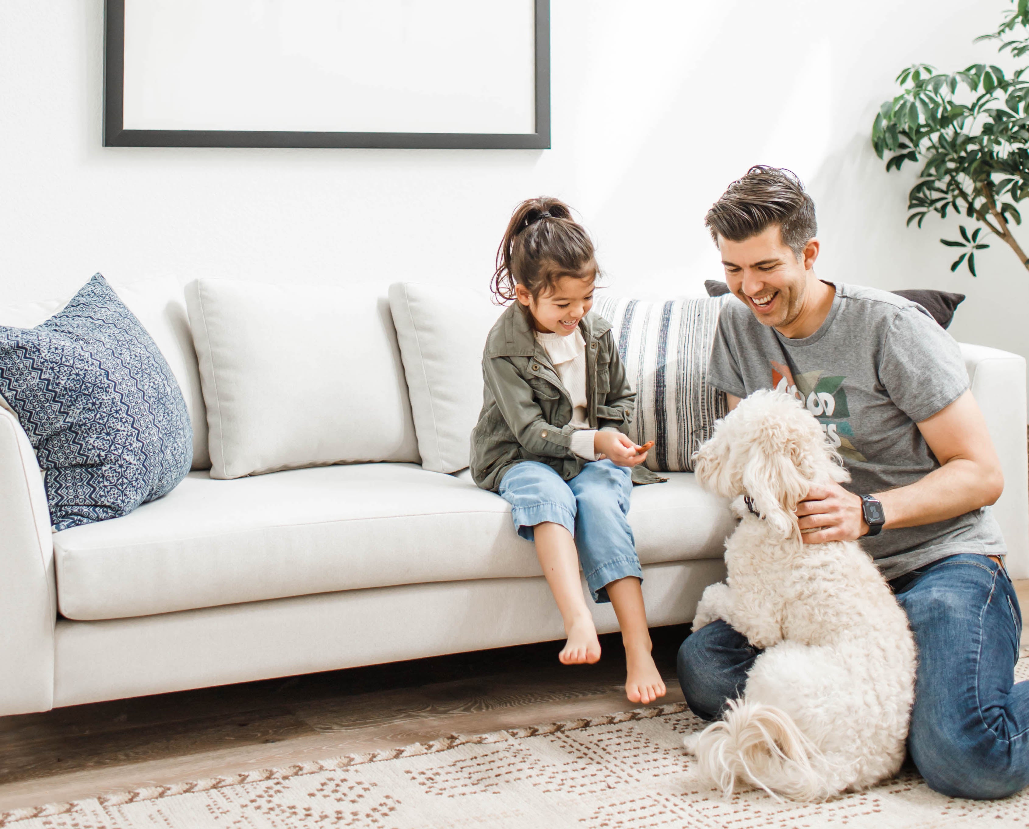 How to Choose a Pet-friendly Couch
