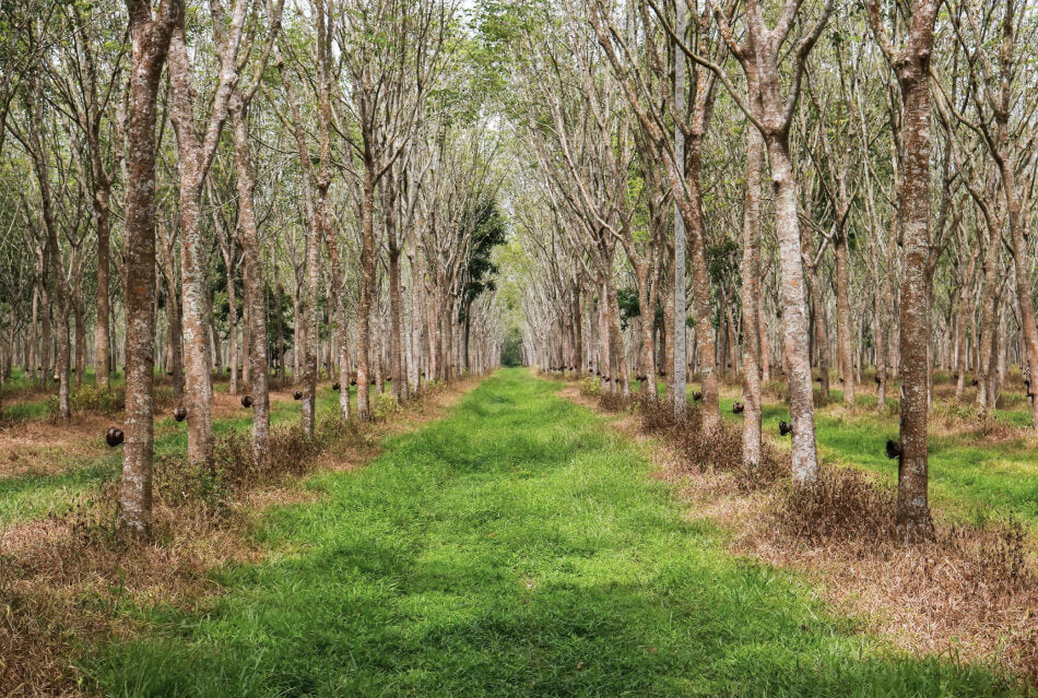 Latex trees