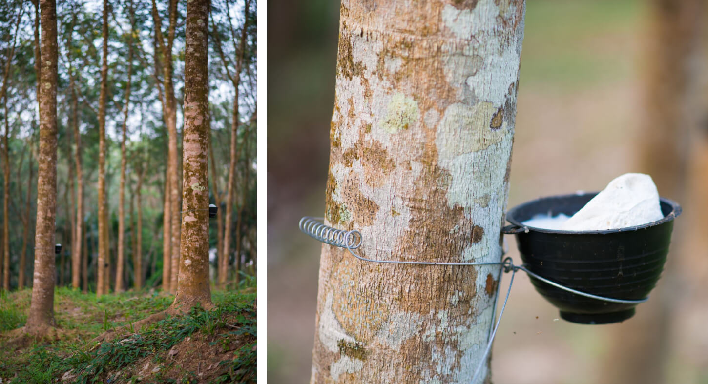 Natural latex foam from rubber trees