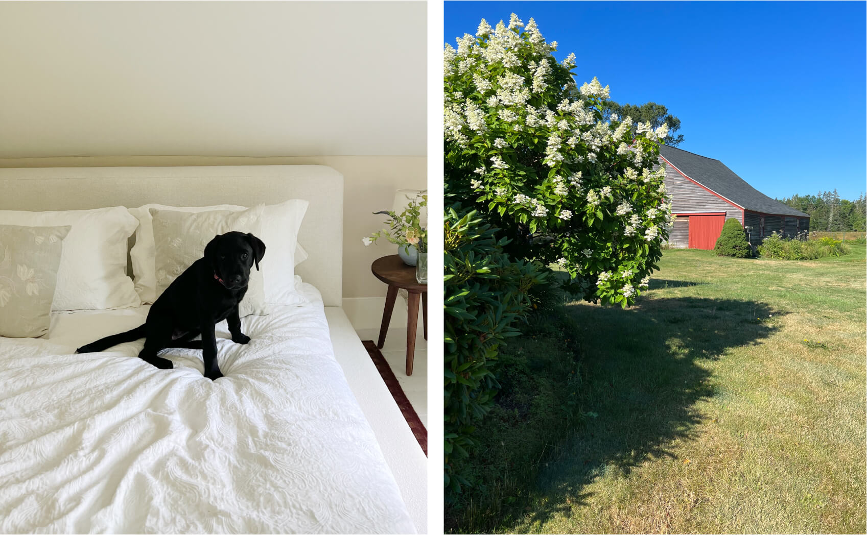 Black lab on white bed and barn with hydrangea bush