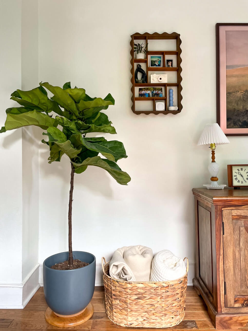 Fig plant in blue pot next to wiggly shelf and small objects