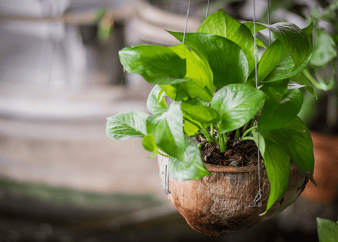 Betel leaf plant