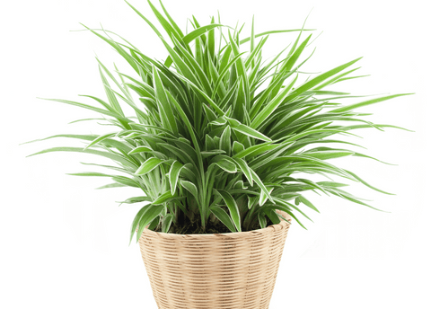 spider plant