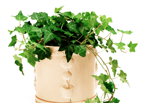 English ivy