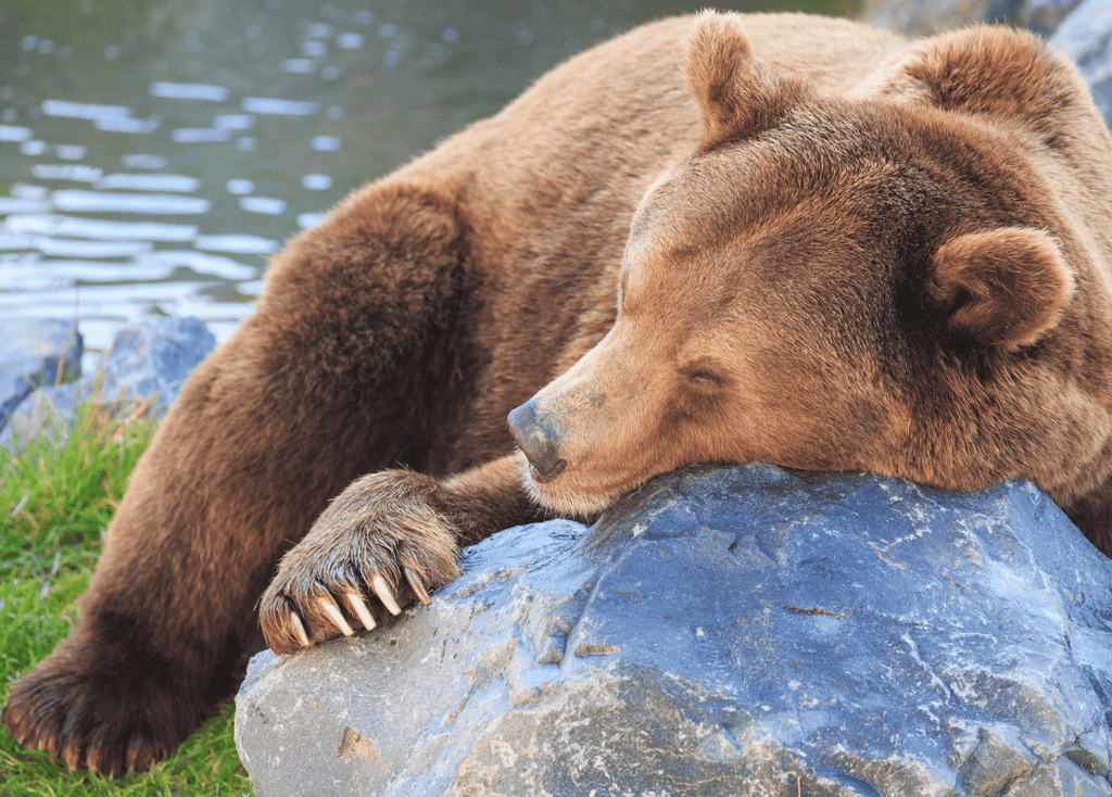 Sleeping Bear Chronotype