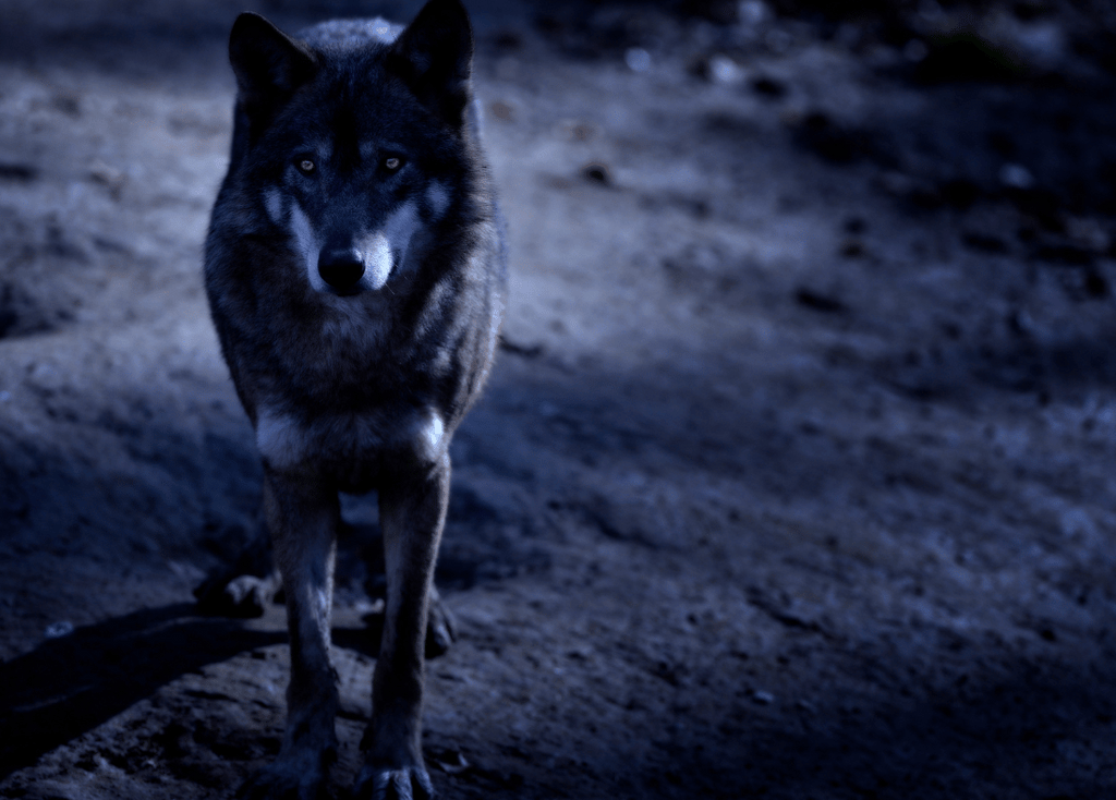 Wolf Chronotype