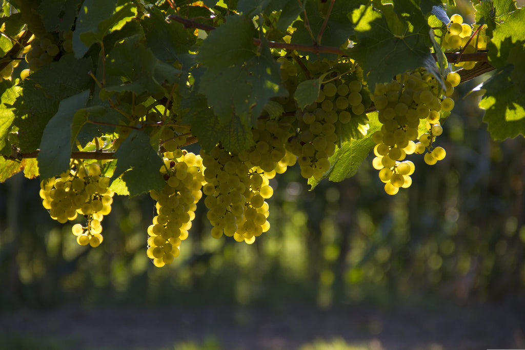 Grappe de raisin Blanc - Aoc Cheverny