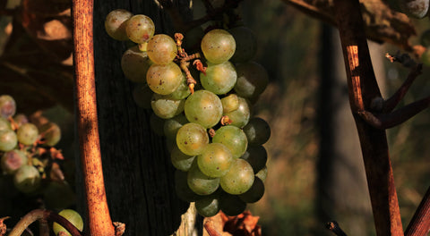 Grappe de vins - Aoc Cour-Cheverny