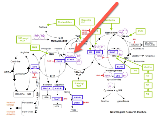 Methlation Cycle Image with NADH