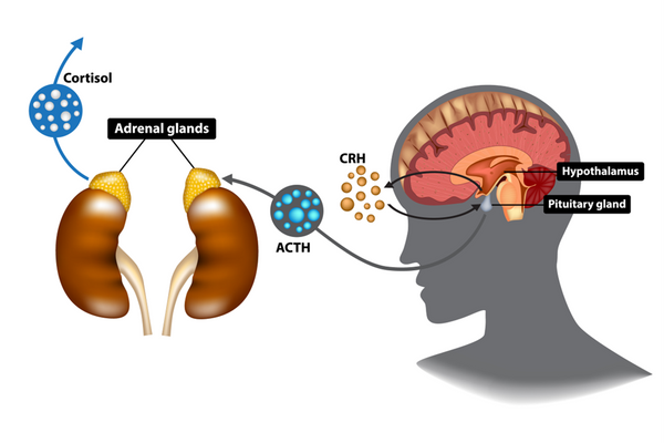 Brain Perceive Stress