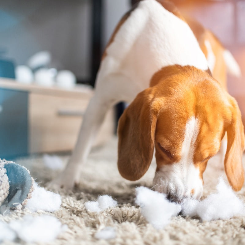 For a dog who loves to tear apart stuffed animals, make a durable