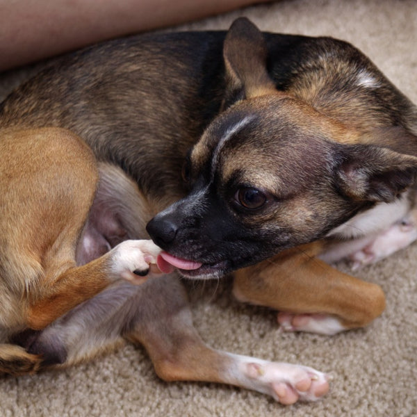 A quality puppy paw cleaner is important