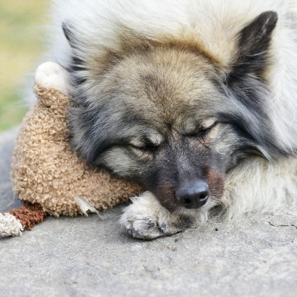 Integrating a Heartbeat Toy into Your Pet's Routine