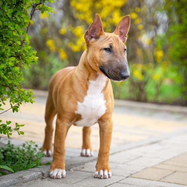 Adopting a Mini Bull Terrier offers cost savings and a chance to make a difference