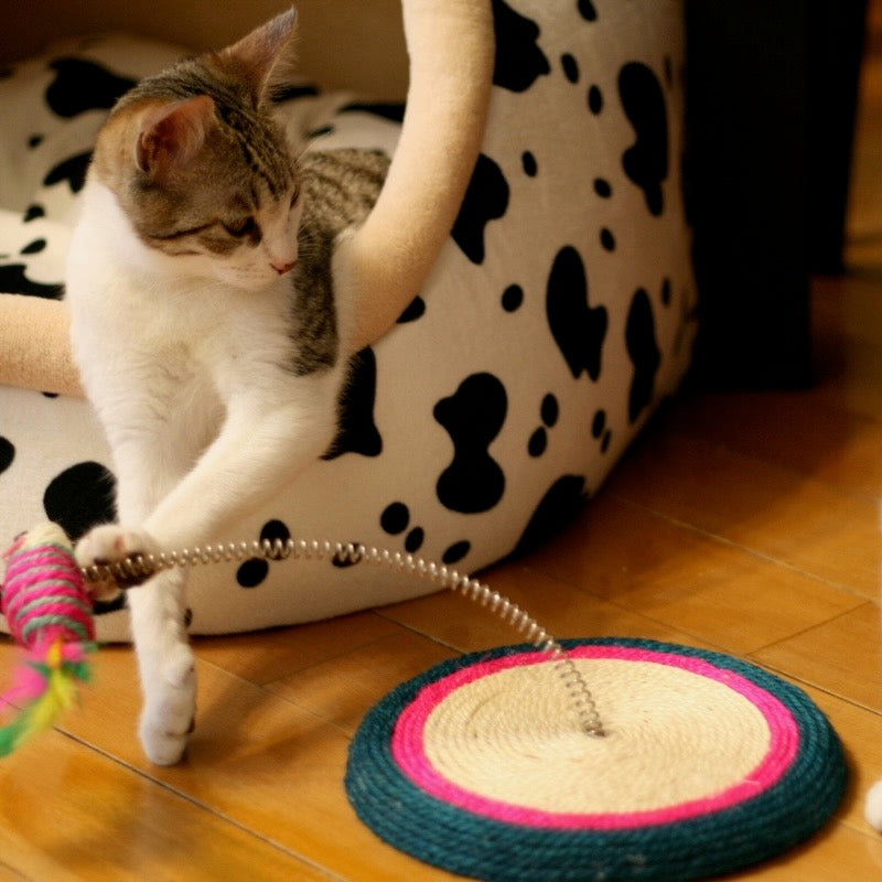 Cat playing with toy on spring