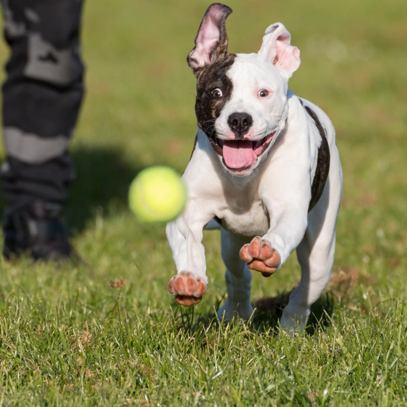 Benefits of Automatic Ball Launchers