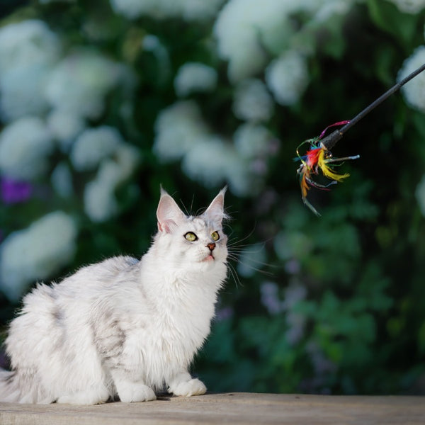 Benefits of Cat Wand Toys