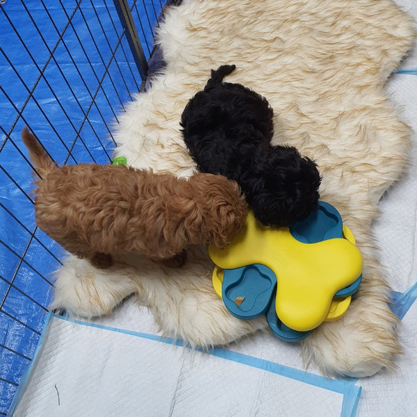 https://cdn.shopify.com/s/files/1/2798/4248/files/Benefits_of_Keeping_Puppies_Busy_with_Toys_600x600.jpg?v=1692785048