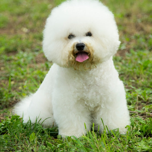 Bichon Frises are generally good with children