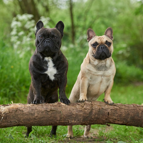 Are French Bulldogs Smart? Exploring Frenchie Intelligence - Zach's Pet ...
