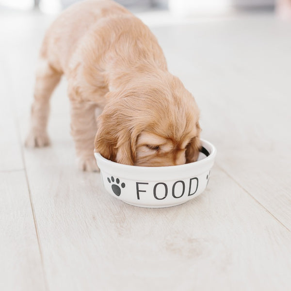 Calculating Your Puppy's Caloric Needs