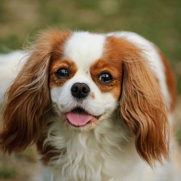 Cavalier King Charles Spaniels make excellent family pets