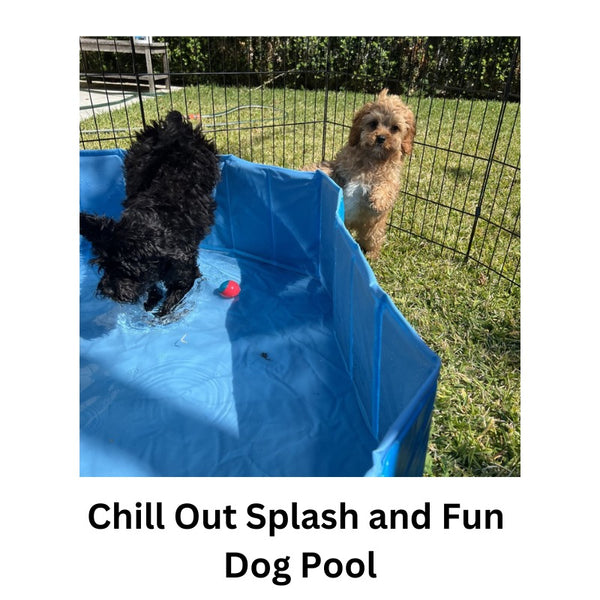 Chill Out Splash and Fun Dog Pool - All For Paws