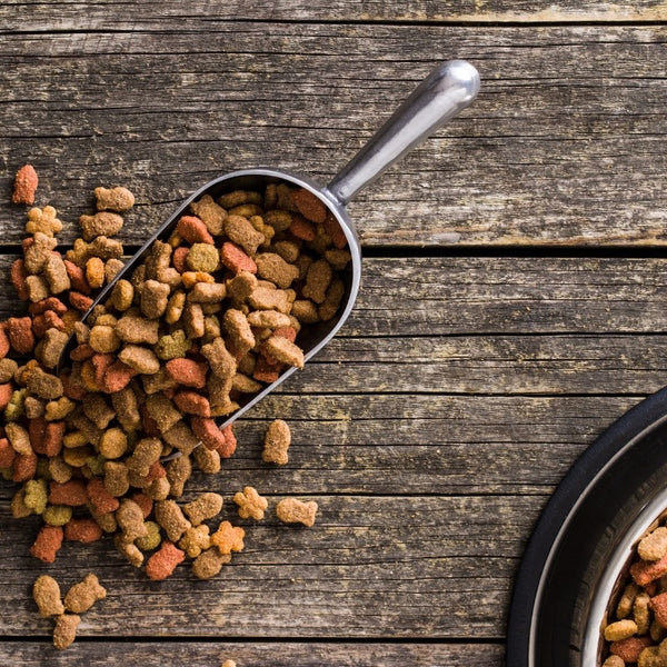 Choosing the Right Puppy Food