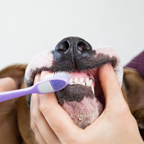 Clean your dog's pearly whites