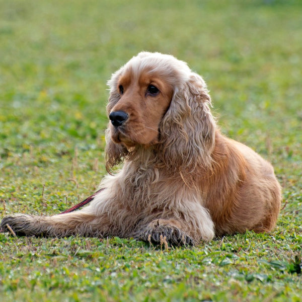 Cocker Spaniels make great family pets with their friendly disposition