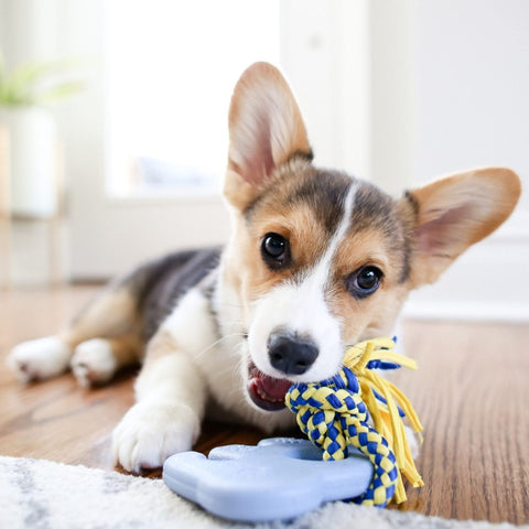 Comfort Your Puppy with Heartbeat Toys