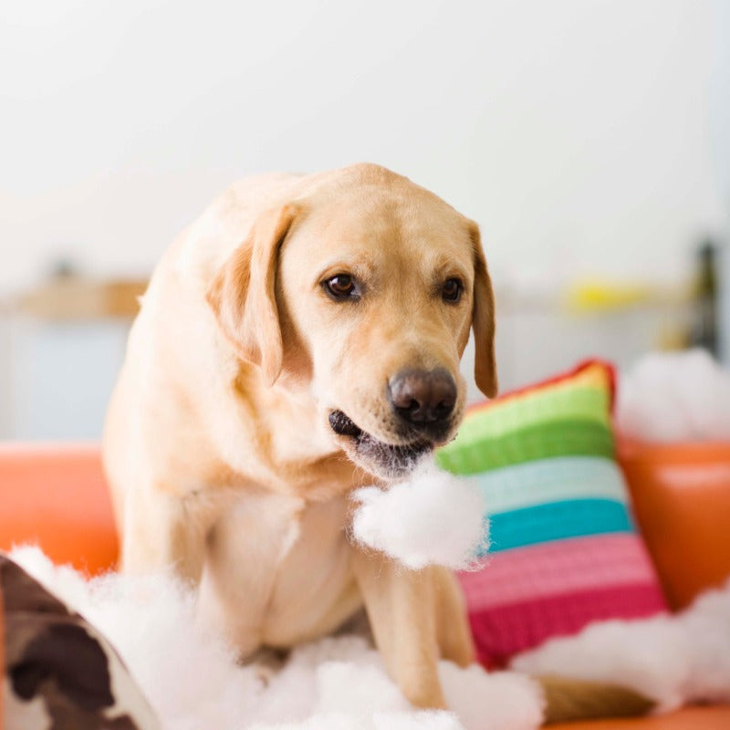 Dealing With Excessive Toy Destruction