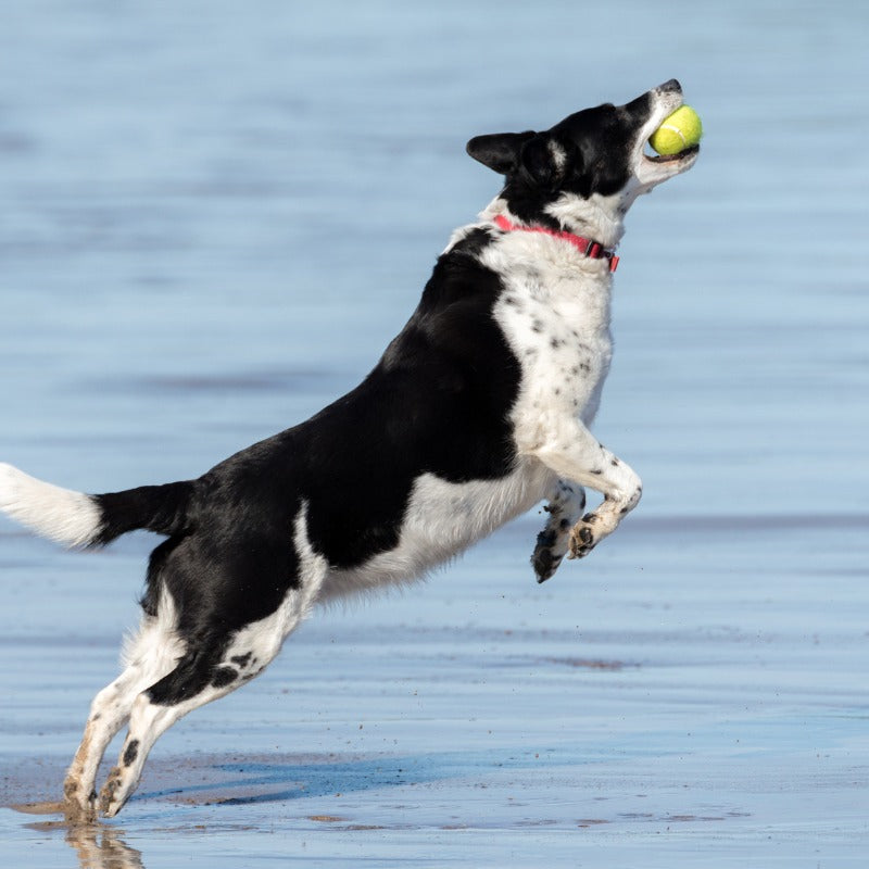 Do dogs like automatic ball throwers?
