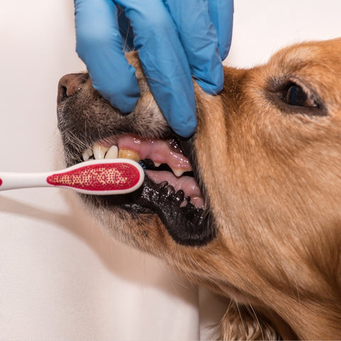 Dog dental treats ensure healthy teeth and gums