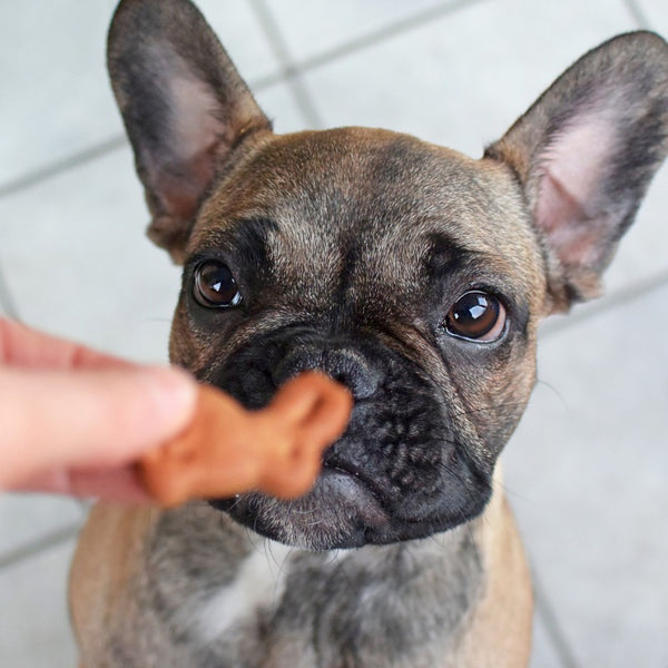 Every puppy needs a good selection of dog toys to keep them entertained