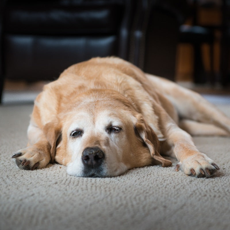 FAQs in Relation to Best Diet for Senior Dogs