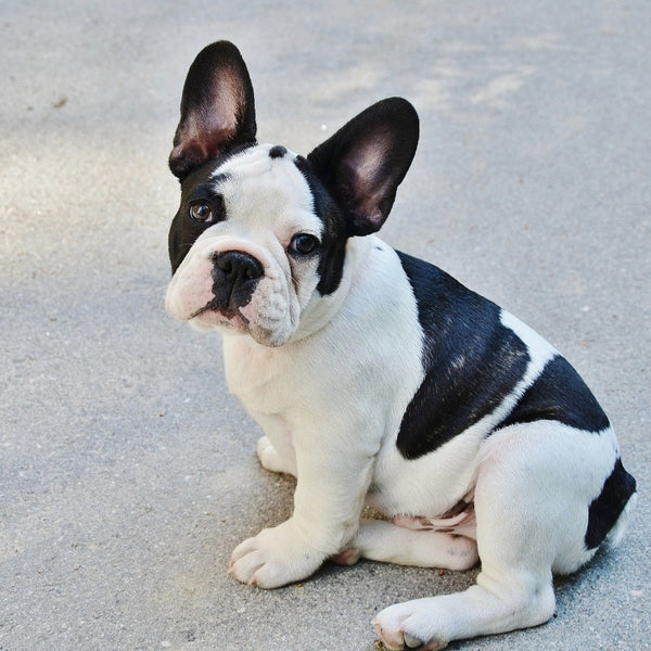 French Bulldogs are known for their affectionate nature