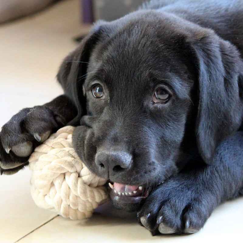 Dog Toys to Help with Separation Anxiety