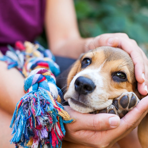 Grooming Your Puppy