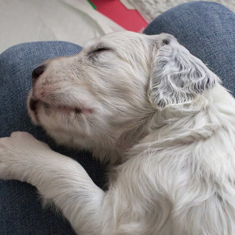 Heartbeat toys can be used by all dogs