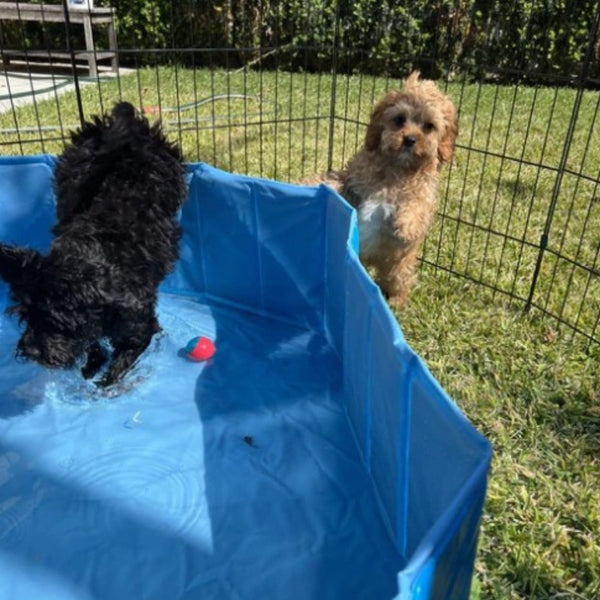 How to Store Your Folding Dog Pool
