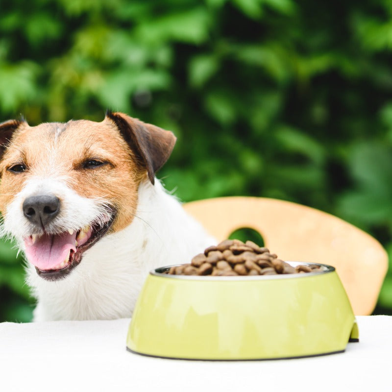 Hypoallergenic Dog Food in Alleviating Allergy Symptoms