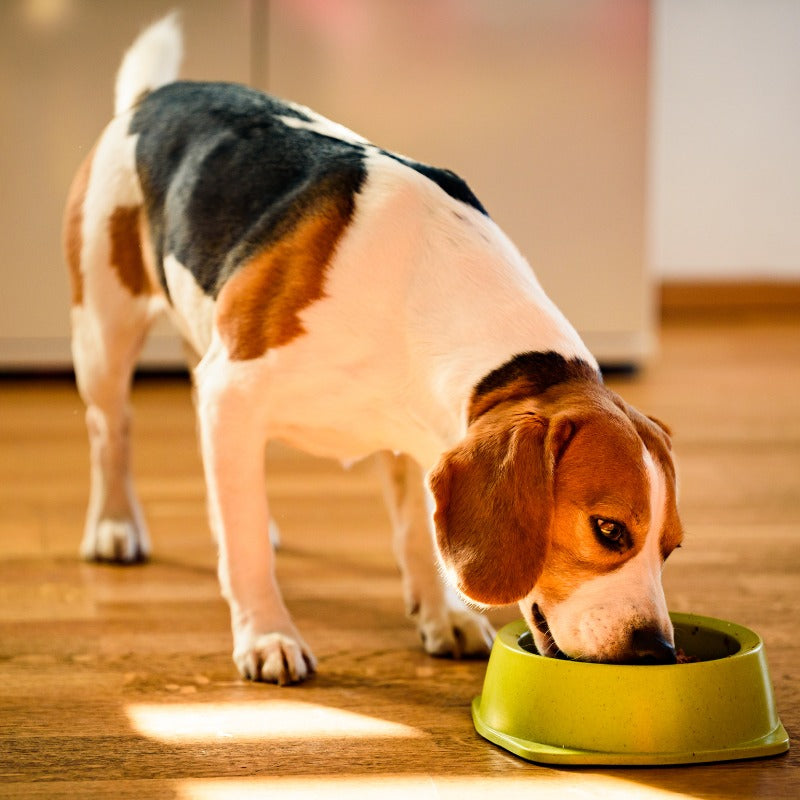 Ingredients to Avoid in Regular Dog Food