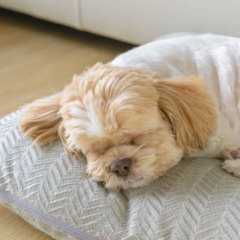 Innovative dual-purpose anxiety relief products like calming chews for dogs