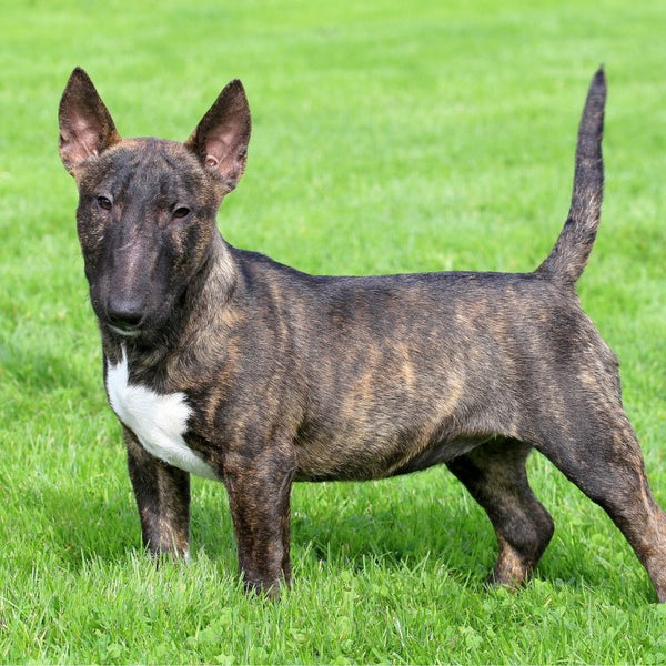 Keeping your Miniature Bull Terrier happy and healthy doesn't have to be a chore