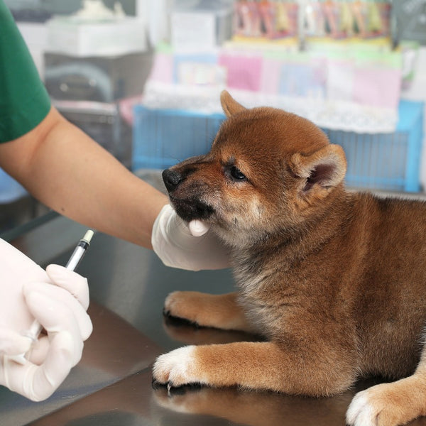 Keeping your puppy healthy starts with a solid vaccination schedule