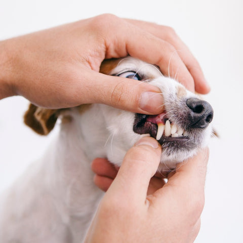 Making dog dental chews part of your dog's dental care routine