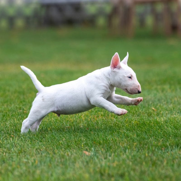 Miniature Bull Terriers are affectionate, playful pups that need a comfy and safe home